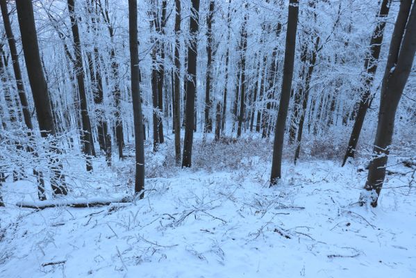 Žacléř, 11.1.2022
Rýchory - Boberská stráň.
Klíčová slova: Krkonoše Rýchory Žacléř Boberská stráň