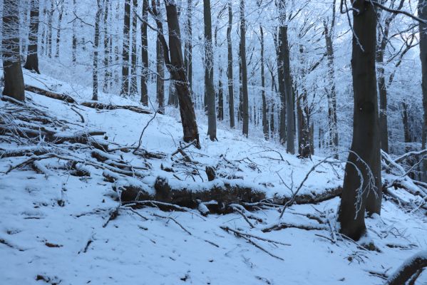 Žacléř, 11.1.2022
Rýchory - Boberská stráň.
Keywords: Krkonoše Rýchory Žacléř Boberská stráň