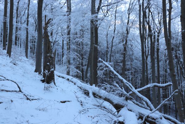 Žacléř, 11.1.2022
Rýchory - Boberská stráň.
Klíčová slova: Krkonoše Rýchory Žacléř Boberská stráň