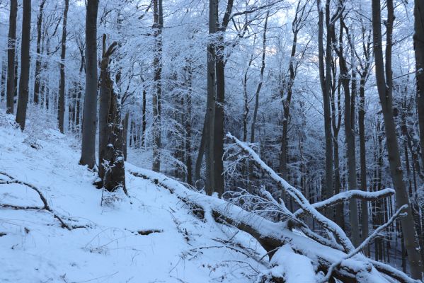 Žacléř, 11.1.2022
Rýchory - Boberská stráň.
Schlüsselwörter: Krkonoše Rýchory Žacléř Boberská stráň