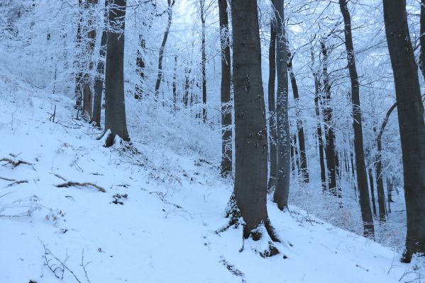 Žacléř, 11.1.2022
Rýchory - Boberská stráň.
Klíčová slova: Krkonoše Rýchory Žacléř Boberská stráň