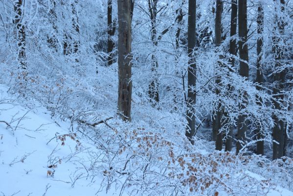 Žacléř, 11.1.2022
Rýchory - Boberská stráň.
Klíčová slova: Krkonoše Rýchory Žacléř Boberská stráň