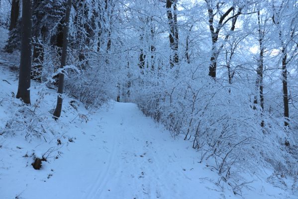 Žacléř, 11.1.2022
Rýchory, Boberská stráň - Hadí cesta.
Klíčová slova: Krkonoše Rýchory Žacléř Boberská stráň Hadí cesta