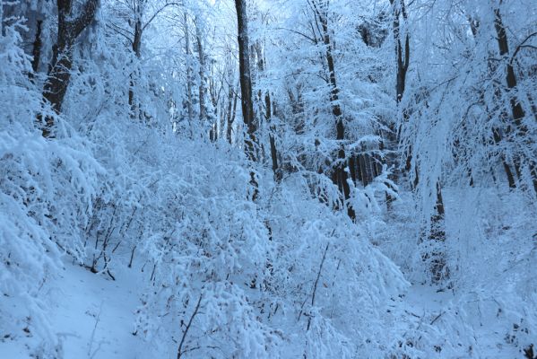 Žacléř, 11.1.2022
Rýchory - Boberská stráň.
Schlüsselwörter: Krkonoše Rýchory Žacléř Boberská stráň