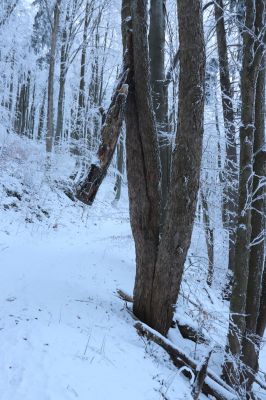 Žacléř, 11.1.2022
Rýchory, Boberská stráň - Hadí cesta.
Schlüsselwörter: Krkonoše Rýchory Žacléř Boberská stráň Hadí cesta
