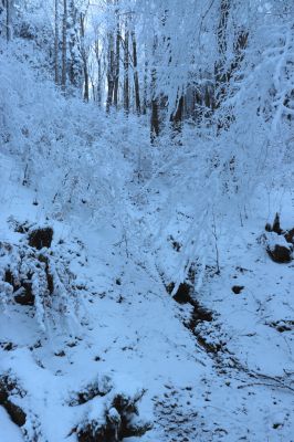 Žacléř, 11.1.2022
Rýchory - Boberská stráň.
Schlüsselwörter: Krkonoše Rýchory Žacléř Boberská stráň