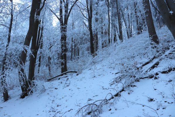 Žacléř, 11.1.2022
Rýchory - Boberská stráň.
Klíčová slova: Krkonoše Rýchory Žacléř Boberská stráň