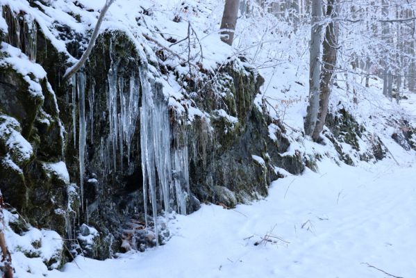 Žacléř, 11.1.2022
Rýchory, Boberská stráň - Hadí cesta.
Mots-clés: Krkonoše Rýchory Žacléř Boberská stráň Hadí cesta