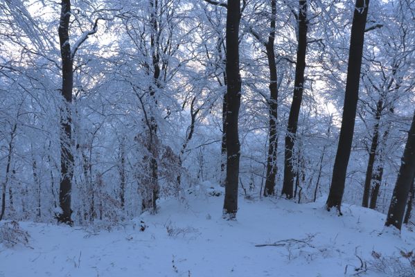 Žacléř, 11.1.2022
Rýchory - Boberská stráň.
Klíčová slova: Krkonoše Rýchory Žacléř Boberská stráň