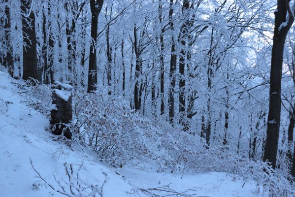 Žacléř, 11.1.2022
Rýchory - Boberská stráň.
Schlüsselwörter: Krkonoše Rýchory Žacléř Boberská stráň