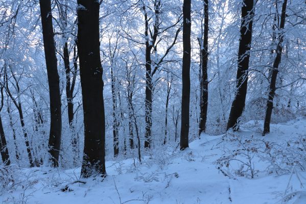 Žacléř, 11.1.2022
Rýchory - Boberská stráň.
Klíčová slova: Krkonoše Rýchory Žacléř Boberská stráň