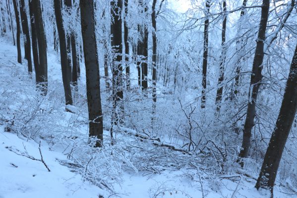 Žacléř, 11.1.2022
Rýchory - Boberská stráň.
Klíčová slova: Krkonoše Rýchory Žacléř Boberská stráň