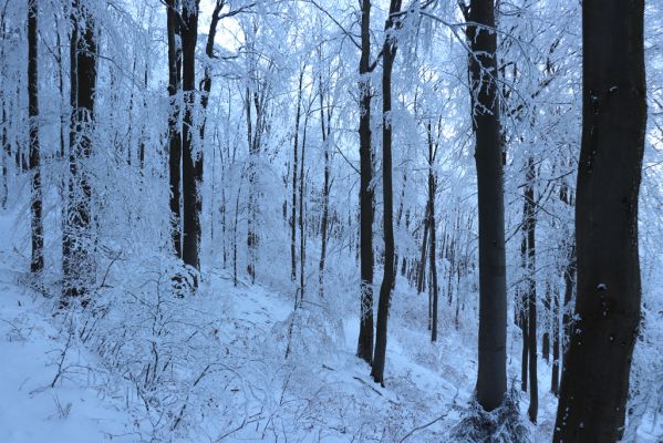 Žacléř, 11.1.2022
Rýchory - Boberská stráň.
Schlüsselwörter: Krkonoše Rýchory Žacléř Boberská stráň