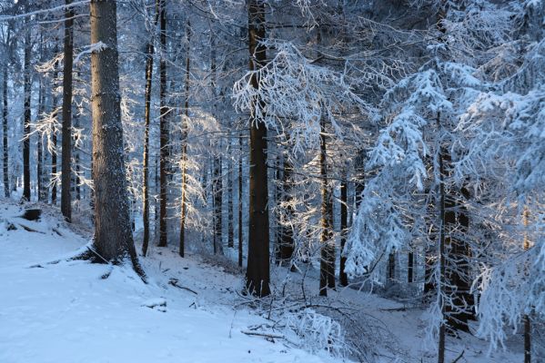 Žacléř, 11.1.2022
Rýchory, Vizov - smrčina u Hadí cesty.
Klíčová slova: Krkonoše Rýchory Žacléř Vizov Hadí cesta