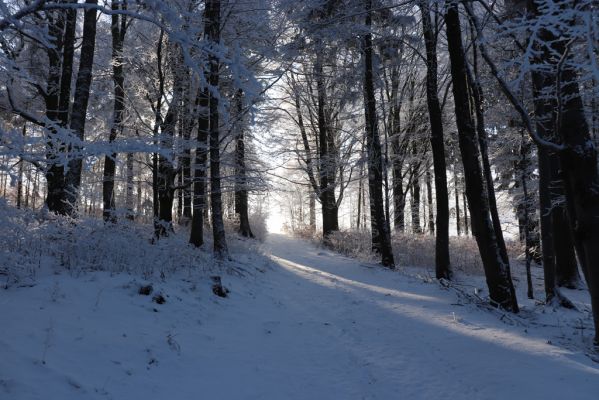 Žacléř, 11.1.2022
Rýchory, Vizov - Hadí cesta.
Schlüsselwörter: Krkonoše Rýchory Žacléř Vizov Hadí cesta