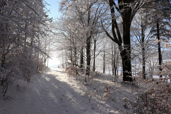 Žacléř, 11.1.2022
Rýchory, Vizov - Hadí cesta.
Klíčová slova: Krkonoše Rýchory Žacléř Vizov Hadí cesta