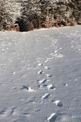 Žacléř, 11.1.2022
Rýchory, Vizov - Hadí cesta.
Klíčová slova: Krkonoše Rýchory Žacléř Vizov Hadí cesta