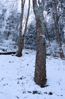 Žacléř, 11.1.2022
Rýchory - Boberská stráň.
Klíčová slova: Krkonoše Rýchory Žacléř Boberská stráň Phloeostichus denticollis