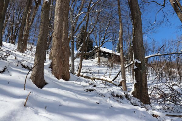 Žacléř, 20.3.2021
Les na zámeckém vrchu.
Keywords: Žacléř Krkonoše Rýchory Zámecký vrch