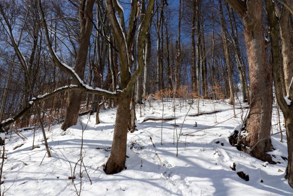 Žacléř, 20.3.2021
Les na zámeckém vrchu.
Mots-clés: Žacléř Krkonoše Rýchory Zámecký vrch