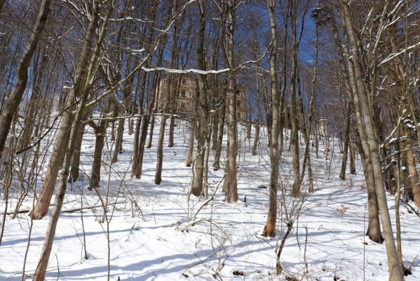 Žacléř, 20.3.2021
Les na zámeckém vrchu.
Keywords: Žacléř Krkonoše Rýchory Zámecký vrch