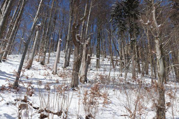 Žacléř, 20.3.2021
Les na zámeckém vrchu.
Klíčová slova: Žacléř Krkonoše Rýchory Prkenný Důl Zámecký vrch