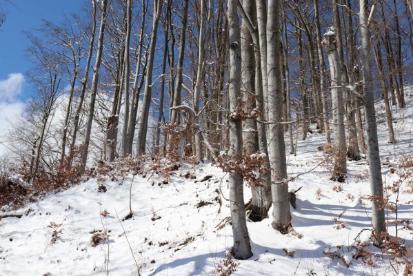 Žacléř, 20.3.2021
Les na zámeckém vrchu.
Klíčová slova: Žacléř Krkonoše Rýchory Prkenný Důl Zámecký vrch