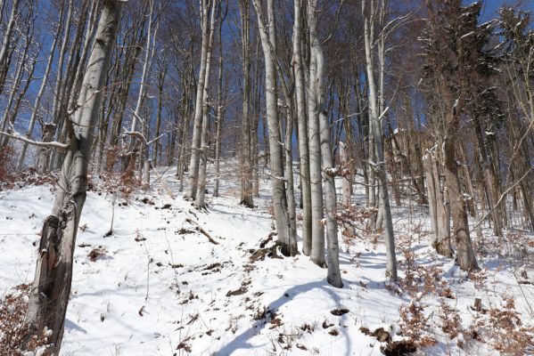 Žacléř, 20.3.2021
Les na zámeckém vrchu.
Mots-clés: Žacléř Krkonoše Rýchory Prkenný Důl Zámecký vrch