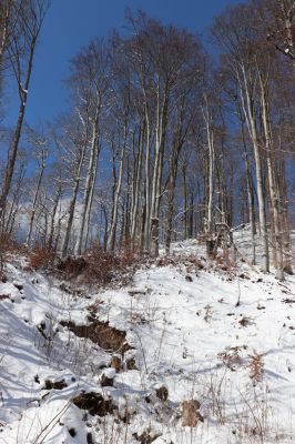 Žacléř, 20.3.2021
Les na zámeckém vrchu.
Keywords: Žacléř Krkonoše Rýchory Prkenný Důl Zámecký vrch