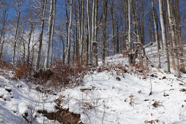 Žacléř, 20.3.2021
Les na zámeckém vrchu.
Keywords: Žacléř Krkonoše Rýchory Prkenný Důl Zámecký vrch