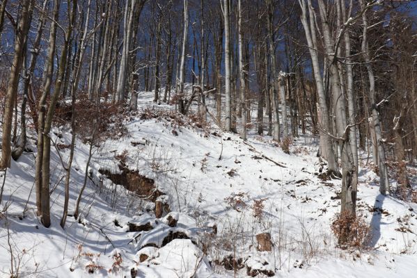 Žacléř, 20.3.2021
Les na zámeckém vrchu.
Keywords: Žacléř Krkonoše Rýchory Prkenný Důl Zámecký vrch