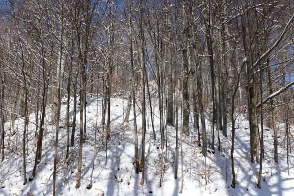 Žacléř, 20.3.2021
Les na zámeckém vrchu.
Keywords: Žacléř Krkonoše Rýchory Prkenný Důl Zámecký vrch
