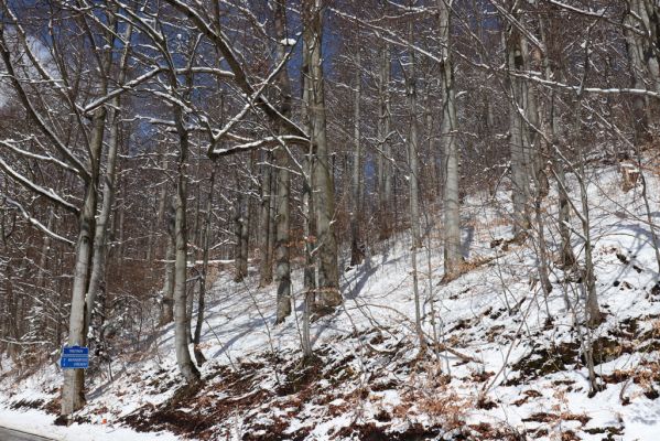 Žacléř, 20.3.2021
Les na zámeckém vrchu.
Klíčová slova: Žacléř Krkonoše Rýchory Prkenný Důl Zámecký vrch