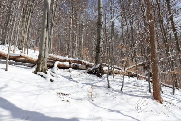Žacléř, 20.3.2021
Les na zámeckém vrchu.
Klíčová slova: Žacléř Krkonoše Rýchory Prkenný Důl Zámecký vrch