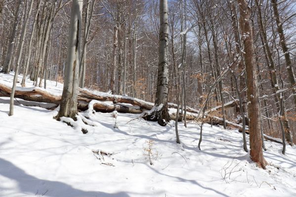 Žacléř, 20.3.2021
Les na zámeckém vrchu.
Keywords: Žacléř Krkonoše Rýchory Prkenný Důl Zámecký vrch