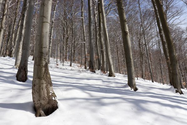 Žacléř, 20.3.2021
Les na zámeckém vrchu.
Keywords: Žacléř Krkonoše Rýchory Prkenný Důl Zámecký vrch