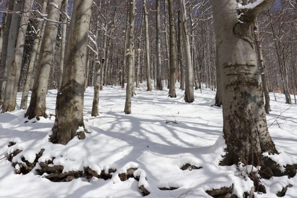 Žacléř, 20.3.2021
Les na zámeckém vrchu.
Klíčová slova: Žacléř Krkonoše Rýchory Prkenný Důl Zámecký vrch