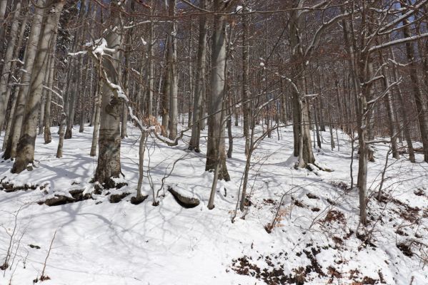 Žacléř, 20.3.2021
Les na zámeckém vrchu.
Schlüsselwörter: Žacléř Krkonoše Rýchory Prkenný Důl Zámecký vrch