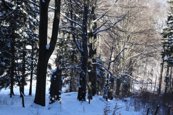 Žacléř, 20.3.2021
Rýchory, Černomostecká cesta u osady Rýchory.
Klíčová slova: Žacléř Krkonoše Rýchory Černomostecká cesta