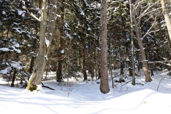 Žacléř, 20.3.2021
Rýchory, Černá rokle.
Keywords: Žacléř Krkonoše Rýchory Černá rokle