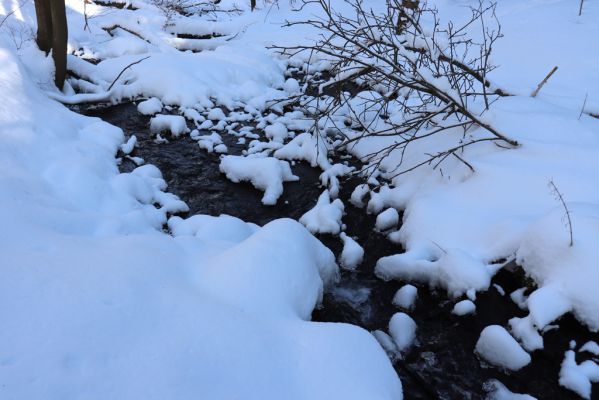 Žacléř, 20.3.2021
Rýchory, Černá rokle - Sněžný potok.
Klíčová slova: Žacléř Krkonoše Rýchory Černá rokle Sněžný potok