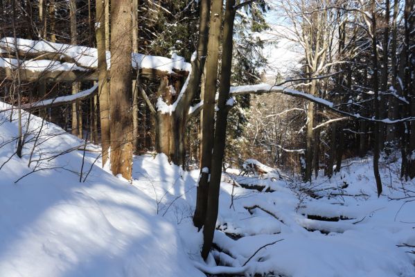 Žacléř, 20.3.2021
Rýchory, Černá rokle - Sněžný potok.
Keywords: Žacléř Krkonoše Rýchory Černá rokle Sněžný potok