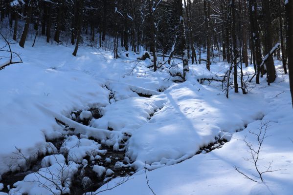 Žacléř, 20.3.2021
Rýchory, Černá rokle - Sněžný potok.
Klíčová slova: Žacléř Krkonoše Rýchory Černá rokle Sněžný potok