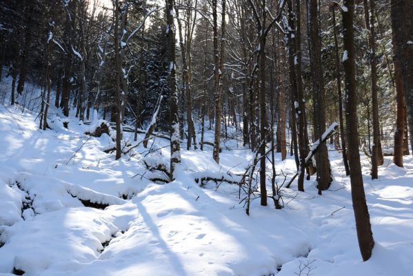 Žacléř, 20.3.2021
Rýchory, Černá rokle.
Keywords: Žacléř Krkonoše Rýchory Černá rokle