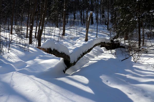 Žacléř, 20.3.2021
Rýchory, Černá rokle.
Mots-clés: Žacléř Krkonoše Rýchory Černá rokle