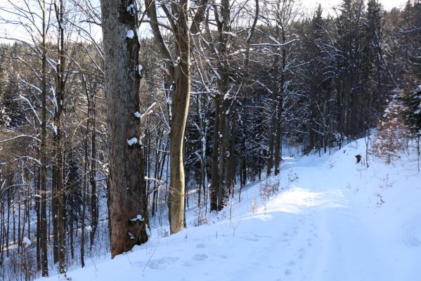 Žacléř, 20.3.2021
Rýchory, Černomostecká cesta u Černé rokle.
Keywords: Žacléř Krkonoše Rýchory Černomostecká cesta Černá rokle