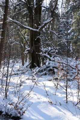 Žacléř, 20.3.2021
Rýchory, Černomostecká cesta.
Keywords: Žacléř Krkonoše Rýchory Černomostecká cesta