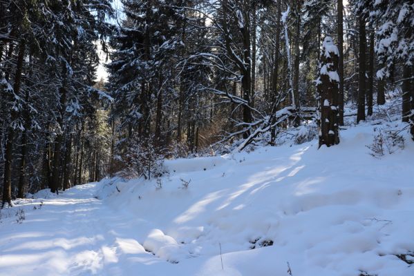 Žacléř, 20.3.2021
Rýchory, Černomostecká cesta.
Keywords: Žacléř Krkonoše Rýchory Černomostecká cesta