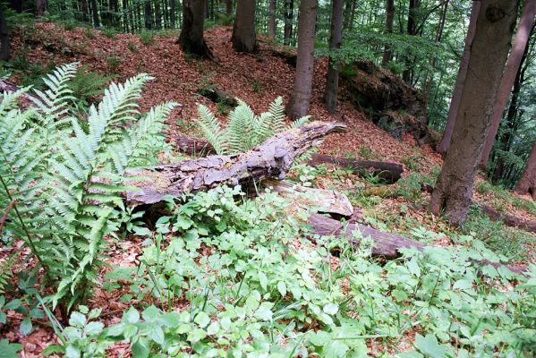 Žacléř, Bobr, 3.6.2003
Rýchory, Boberská stráň. Biotop kovaříka Denticollis rubens.



Schlüsselwörter: Žacléř Bobr Rýchory Boberská stráň Denticollis rubens