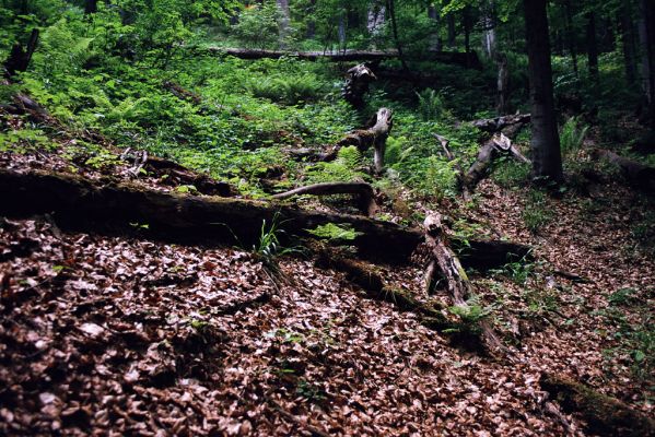 Žacléř, Bobr, 3.6.2003
Rýchory, Boberská stráň. Biotop kovaříka Denticollis rubens.


Klíčová slova: Žacléř Bobr Rýchory Boberská stráň Denticollis rubens